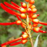 Erythrina globocalyx Floare