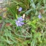 Cichorium intybusFlower