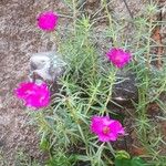 Portulaca grandiflora Žiedas