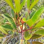 Cunonia macrophylla Hábito