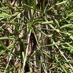 Didierea madagascariensis Leaf