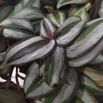 Tradescantia zebrina Blatt