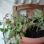 Pelargonium graveolens樹皮