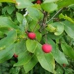 Ilex mucronata Fruit