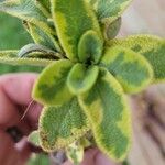 Salvia officinalis Hostoa