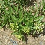 Asclepias viridis Leaf