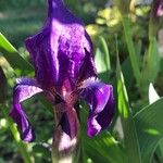 Iris aphylla Bloem