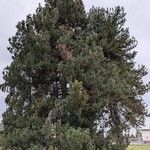 Pinus monticola Hábito