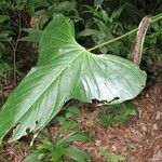 Anthurium subsignatum Fuelha