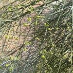 Retama monosperma Fruit