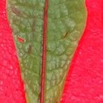 Leptochilus pteropus Leaf