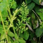 Pimpinella major Blad