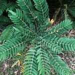 Mahonia fortunei برگ