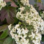 Hydrangea quercifoliaFlower