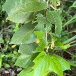 Guazuma ulmifolia 整株植物
