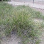 Calamagrostis breviligulata Habit