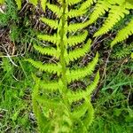 Dryopteris oreades पत्ता