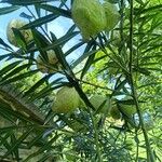 Gomphocarpus physocarpus പുറംതൊലി