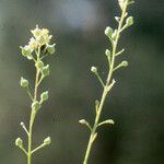 Neslia paniculata Blüte