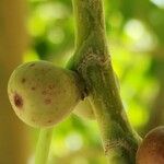 Ficus cordata Flower