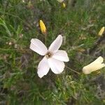 Linum suffruticosum Květ