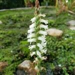 Spiranthes cernua Fiore