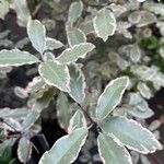 Pittosporum tenuifoliumFolio