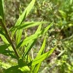 Solidago juncea Folha