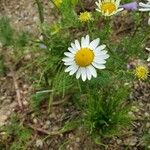 Anthemis cotula Blüte