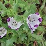 Nemophila maculata Floare