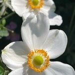 Eriocapitella hupehensis Květ