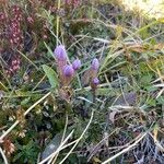 Gentianella ramosa Floare