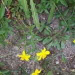 Hypericum australe Flower