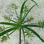 Cyperus hermaphroditus Çiçek