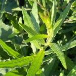 Oenothera gaura Leaf