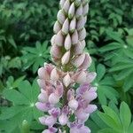 Lupinus × regalis Fiore