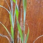 Hyparrhenia papillipes Hoja