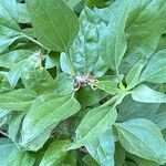 Encelia californica Leaf