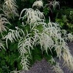 Aruncus dioicusBlomst