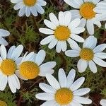 Anthemis cotula Flower