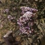 Limonium tuberculatum Flower