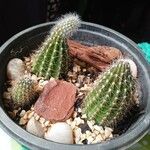 Echinocereus coccineus 葉