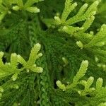 Selaginella pallescens Ліст