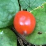 Geophila repens Fruit