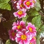 Primula × polyantha Квітка