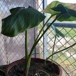 Zantedeschia aethiopicaFolha