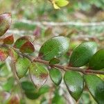 Carissa spinarum Leaf