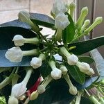 Stephanotis floribunda Çiçek