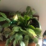 Schlumbergera bridgesii Fulla