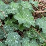 Alchemilla vulgaris برگ